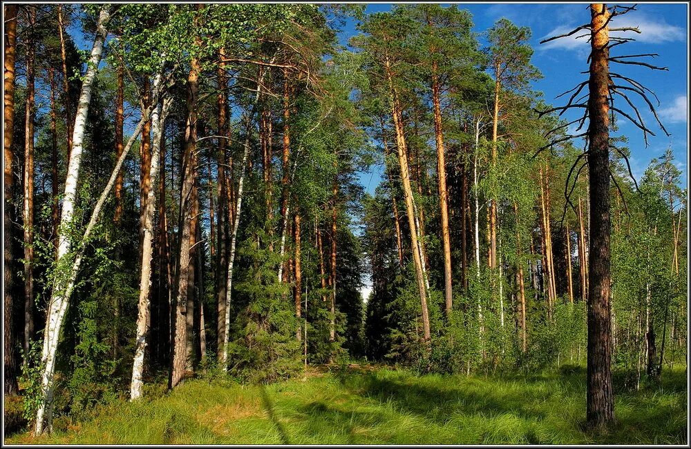 Лесной это. Опушка леса Россия. Мыткино Лесная опушка. На Лесной опушке. Красивая опушка леса.