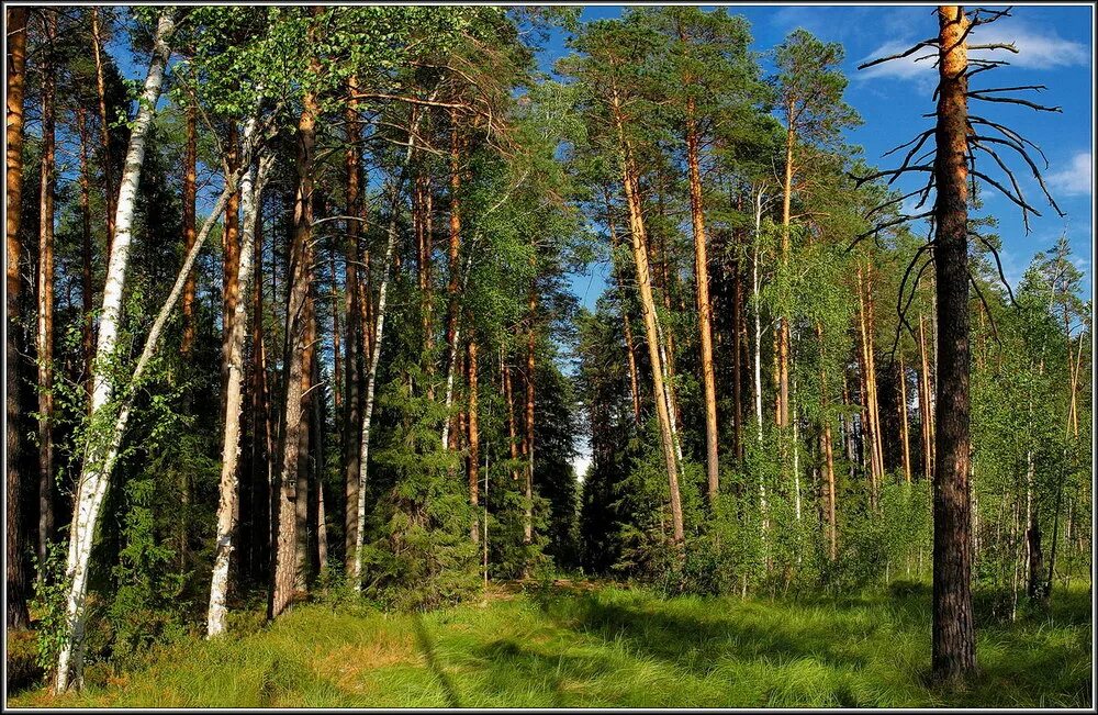 Опушка леса Россия. Мыткино Лесная опушка. На Лесной опушке. Красивая опушка леса.