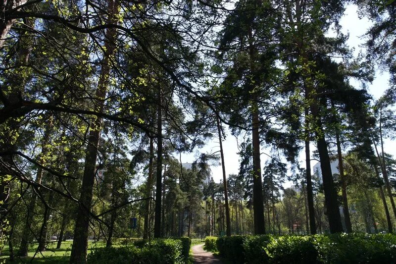 Сосенки царицыно. Парк Сосенки в Царицыно. Парк Сосенки Нахимовский. Парк Сосенки Котловка. Парк Сосенки Нахимовский проспект.