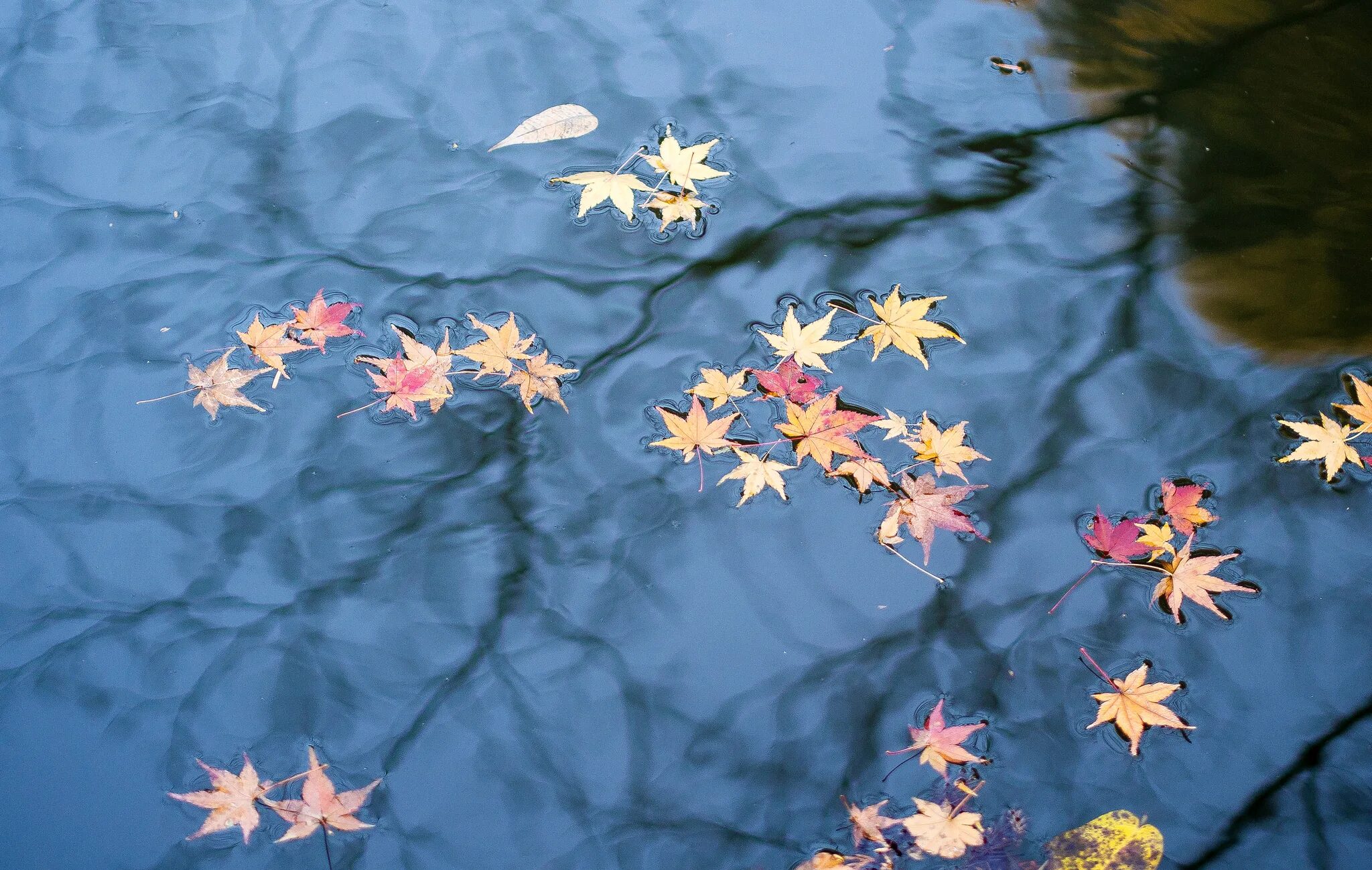 Падающие листья в воду. Листья на воде. Осенние листья на воде. Осенняя листва на воде. Листик на воде.