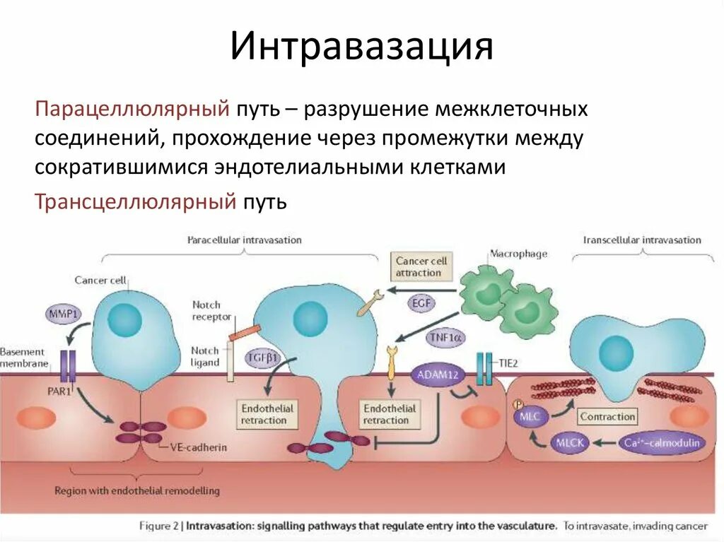 Что такое экстравазация