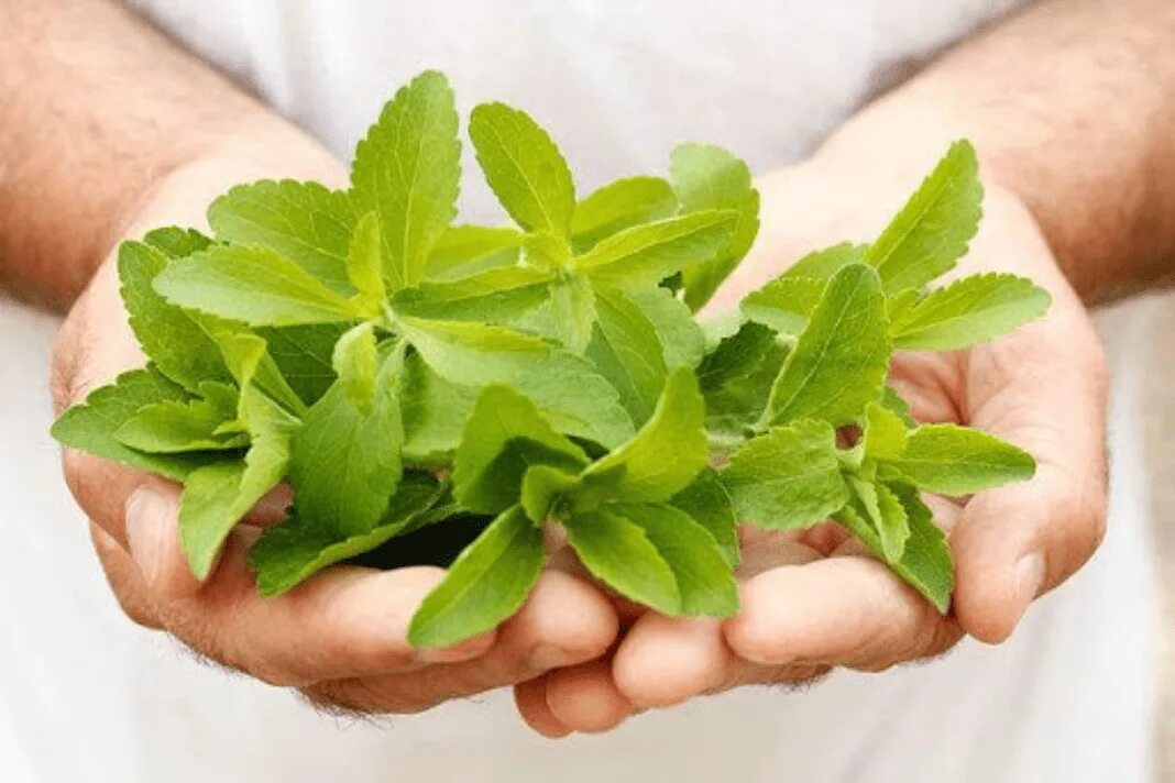 Stevia rebaudiana. Stevia rebaudiana растение. Стевия медовая трава. Стевия усимлиги.