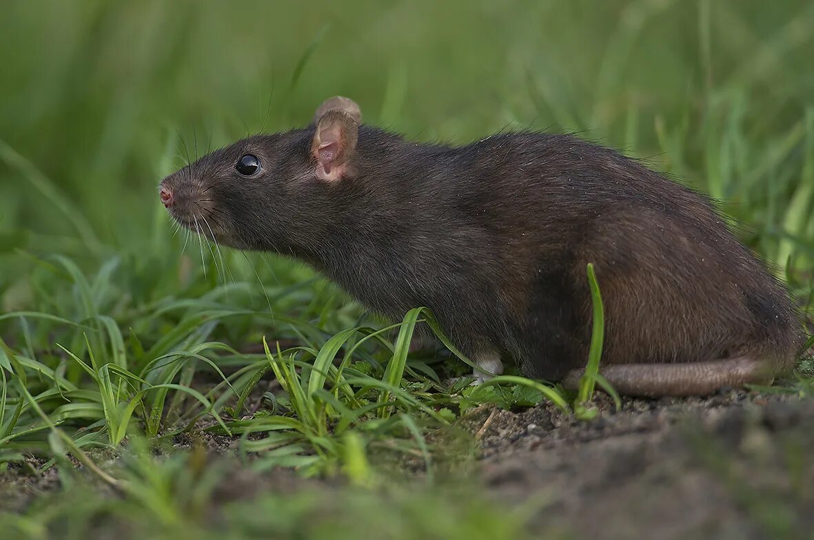 Средняя мышь. Серая крыса Пасюк. Rattus Rattus чёрная крыса. Серая крыса (Rattus norvegicus berkenhout, 1769). Серая большая крыса Пасюк.