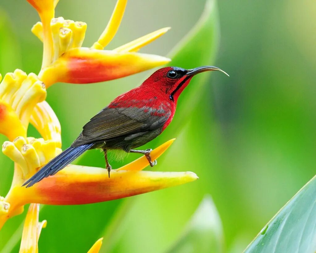 Kind birds. Палестинская нектарница. Нектарница и Колибри. Нектарница Рокфеллера. Нектарница насекомое.