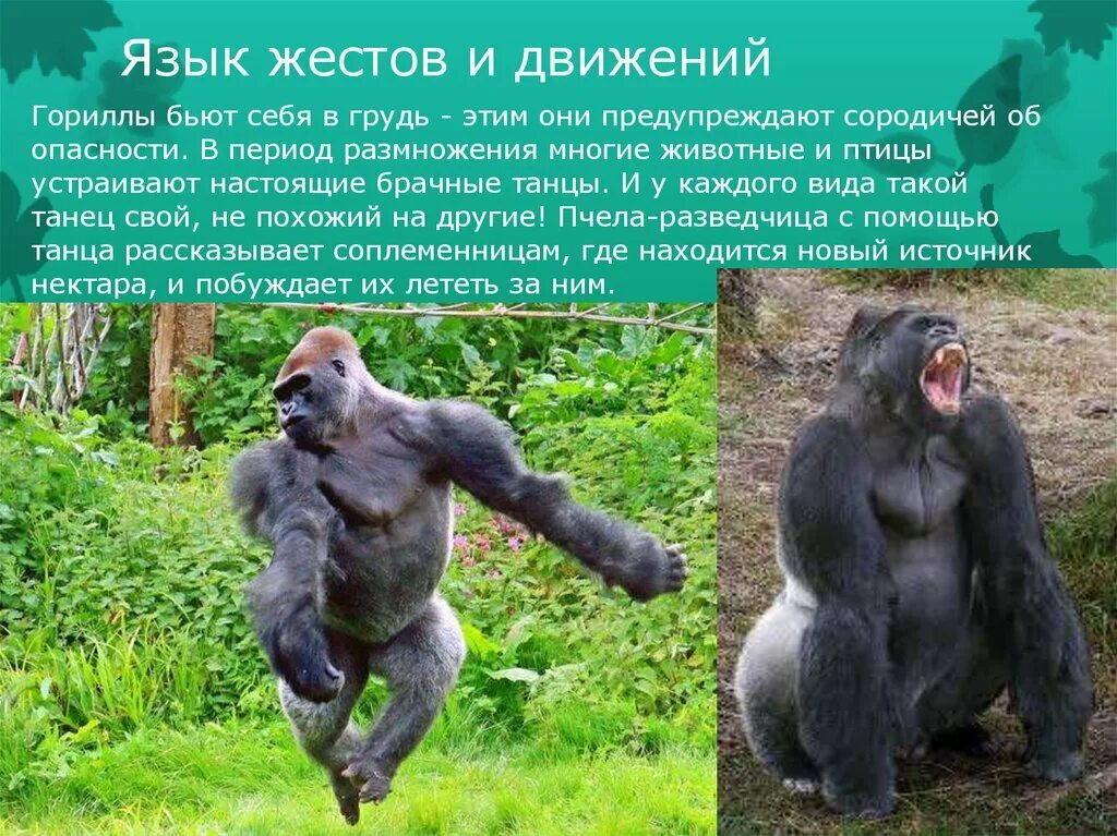 Привести примеры как животные общаются между собой Язык и общение животных проект