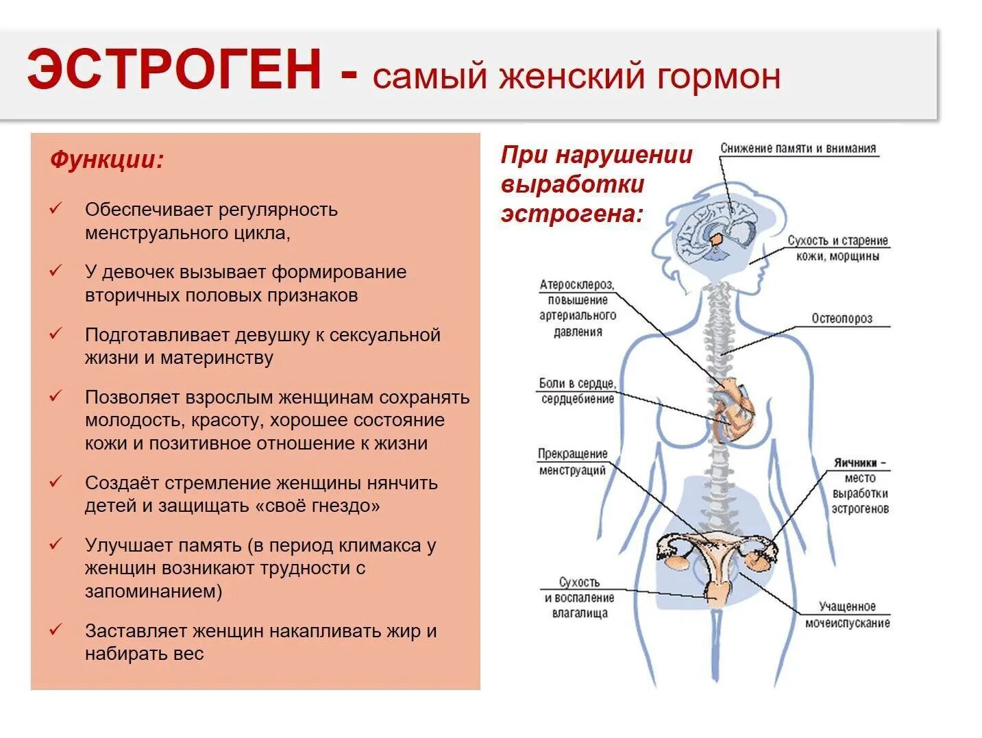 Женские половые гормоны секретируются. Роль эстрогена у женщин. Важные женские гормоны. Гормоны в организме женщины. Выработка половых гормонов у женщин.