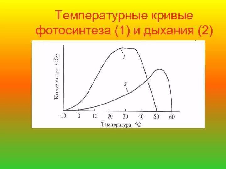 Как изменится интенсивность дыхания и интенсивность фотосинтеза. Температурная кривая фотосинтеза. Влияние температуры на дыхание. График интенсивности дыхания. Кривые дыхания.