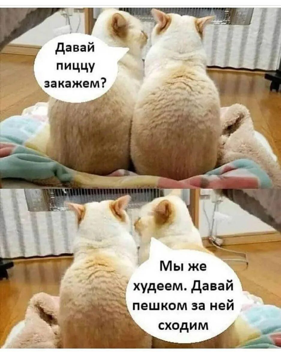 маленькие котики. рыжая кошка. рыжий кот с пультом. котики можно включить. котики можно включить.