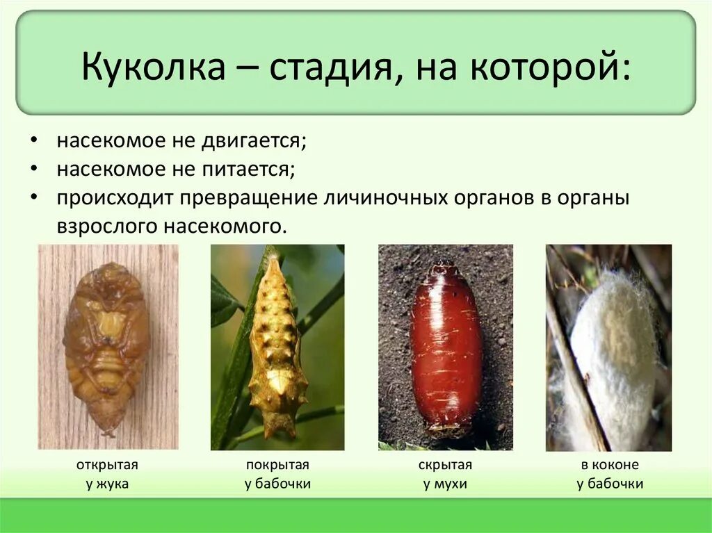 В развитии присутствует стадия куколки