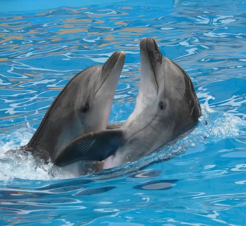 сердце голубое. алмазная картина с дельфинами. дельфин с детенышем. алмазная мозаика три дельфина. дельфины пара.