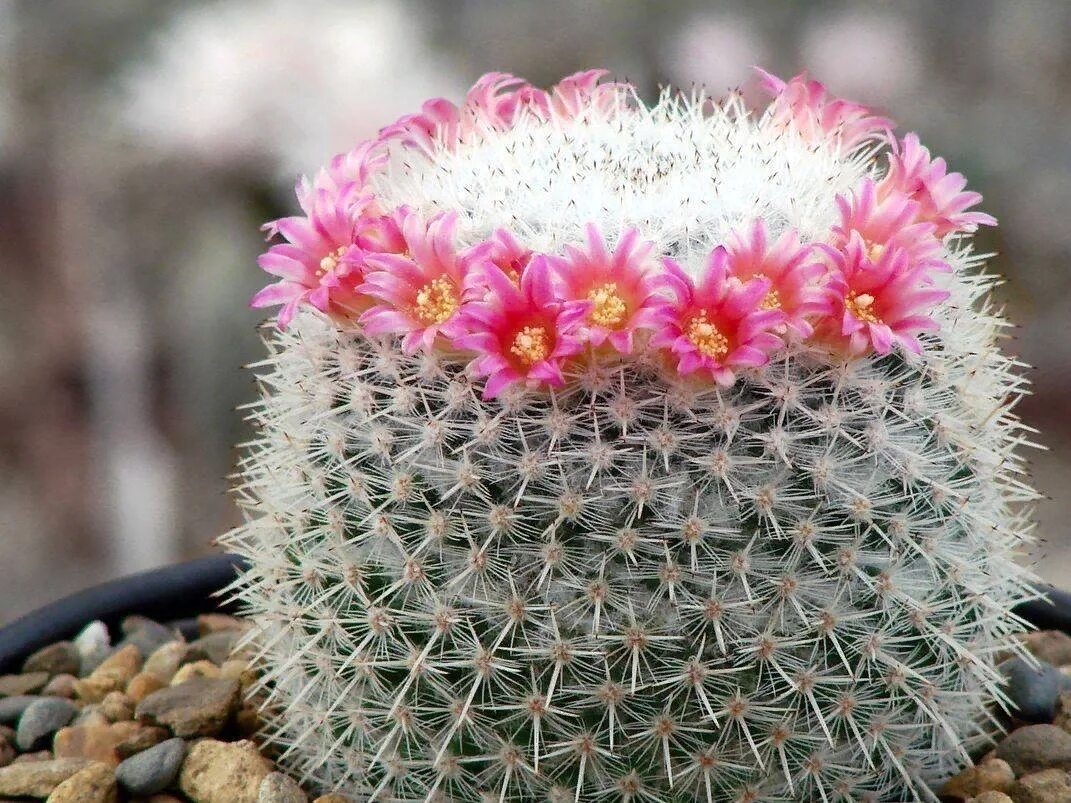 Глупый цветок. Кактус Маммиллярия Cactaceae. Маммиллярия Вильда. Эхинопсис Маммиллярия. Маммиллярия цереус.