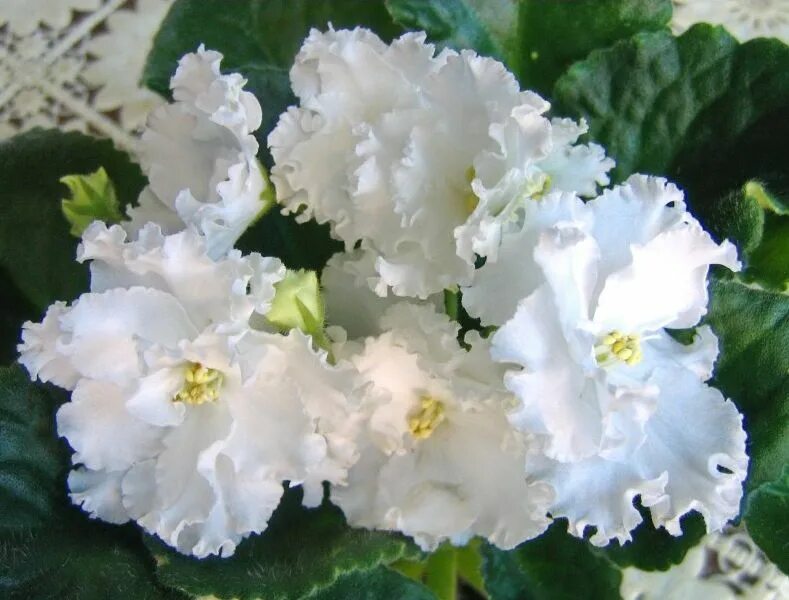 Фиалка белая сенполия. Белые фиалки сорта. Ле белая камелия фиалка. Белые фиалки сорта. Фиалка белая королева.