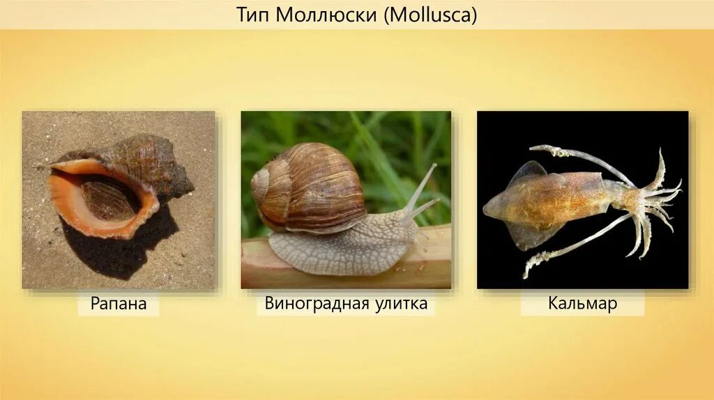 Наука о моллюсках
