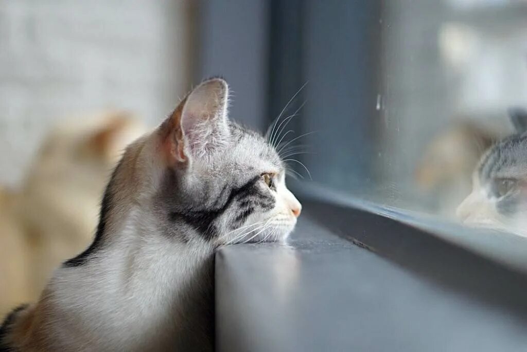 Жить без кошки грустно как то несерьезно. Кот скучает. Грустный котик. Котенок ждет. Грустный кот у окна.
