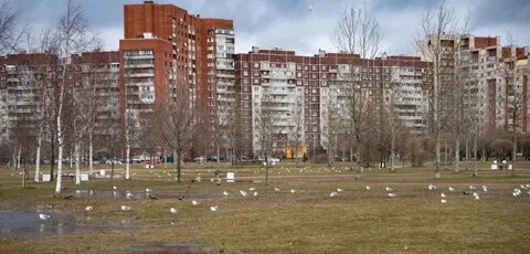 Интернет в приморском районе