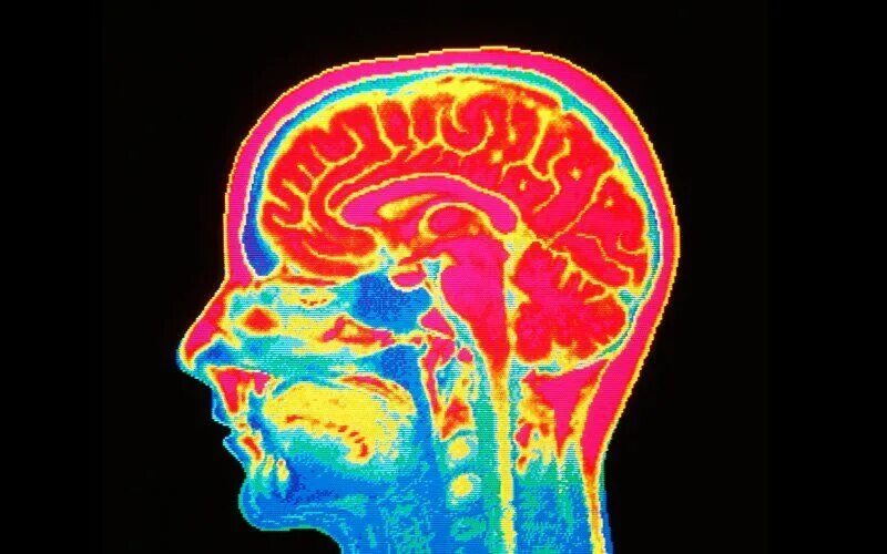 The brains video. The brains video