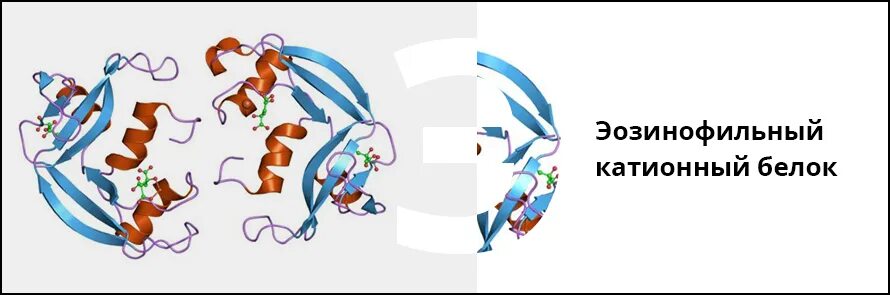 Эозинофильный катионный белок 5.10. Катионный протеин эозинофилов. Эзофиальный катиальный белок. Эозинфиотный катеиновый белок.