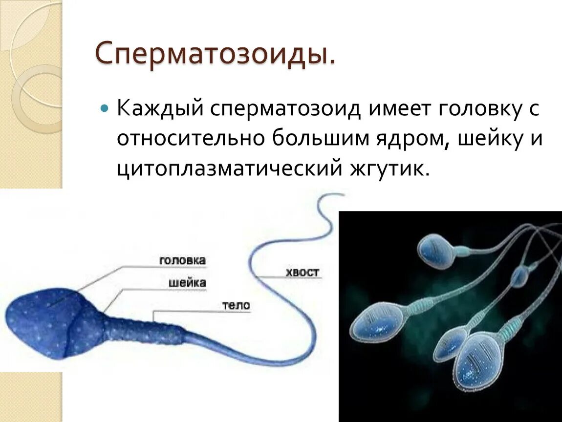 Женские спермии. Строение сперматозоида человека. Сперматозоиды животных. Строение сперматозоида биология. Структура сперматозоида.