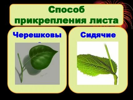 Денежное дерево черешковый лист или сидячий