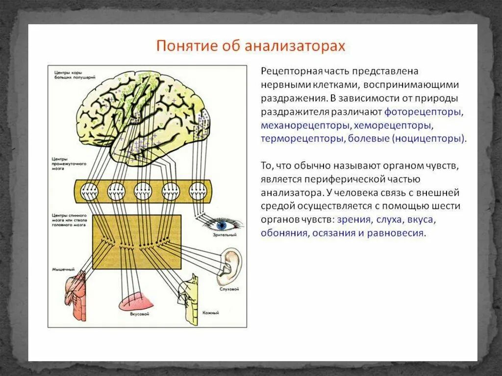 Из каких частей состоит анализатор биология