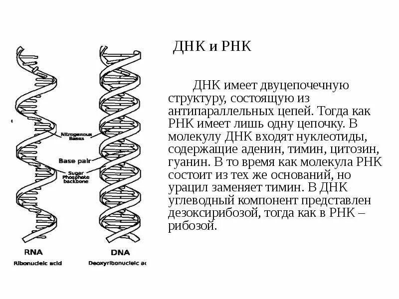 РНК расшифровать. Как расшифровывается ДНК И РНК. ДНК И РНК отличия. Как расшифровывается ДНК человека.