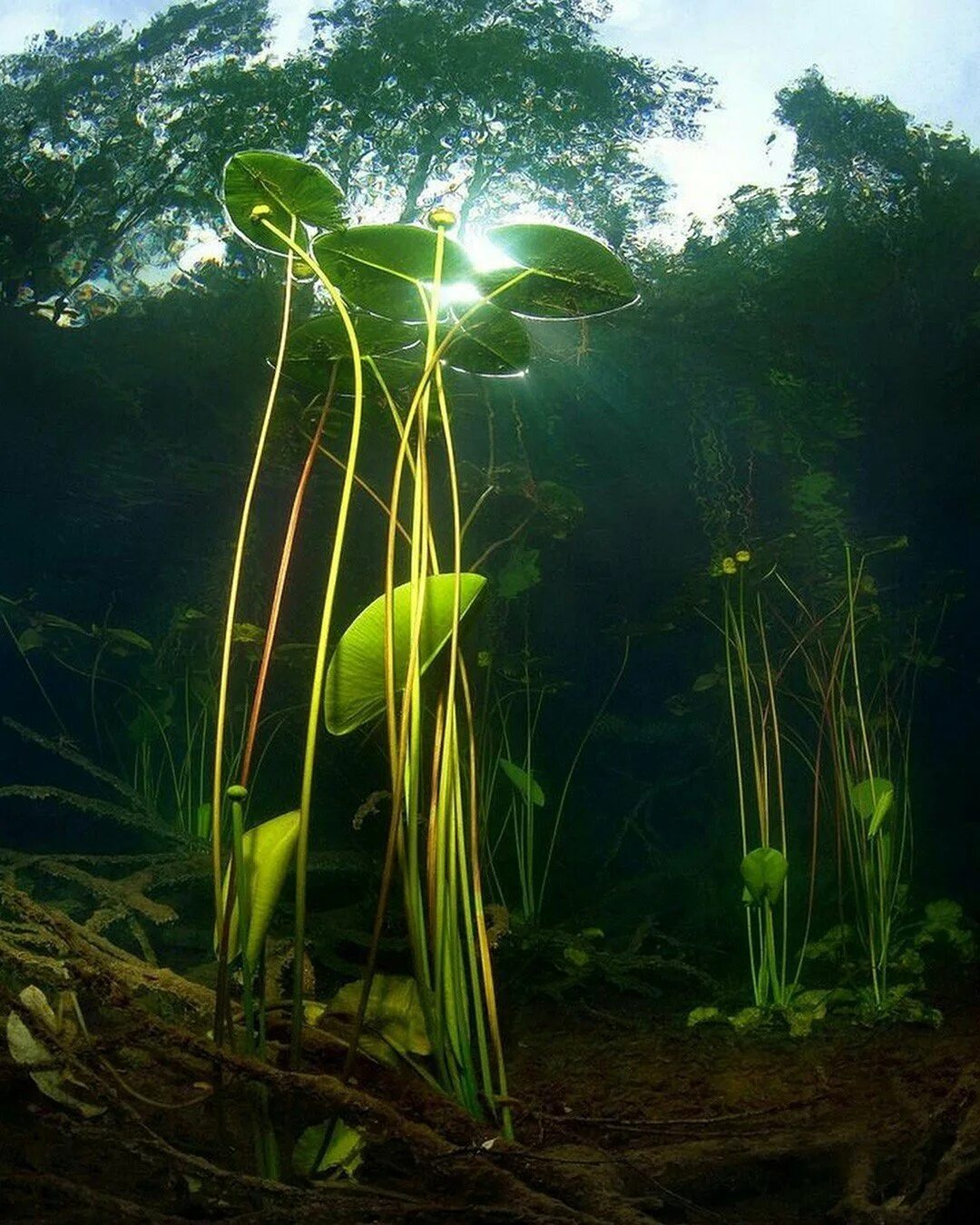 Водные растения у воды. Кувшинка белая подводные листья. Белая кувшинка стебель. Водоросли нимфея. Водные растения гидрофиты.