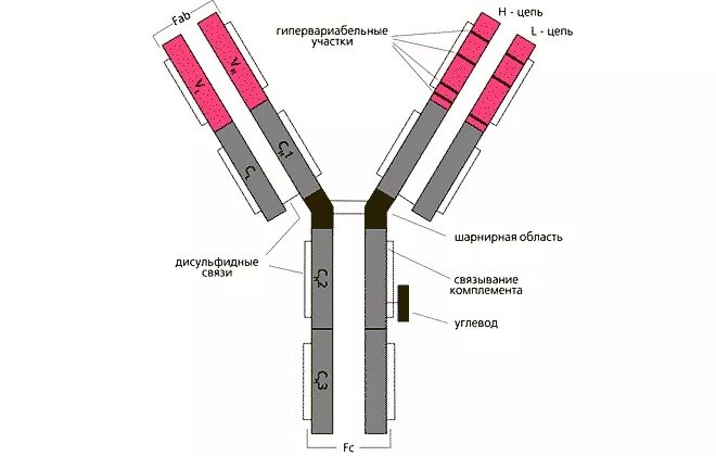 Иммуноглобулин g igg. Схема строения иммуноглобулина. Строение иммуноглобулина g иммунология. Молекулярная структура иммуноглобулина g. Строение молекулы иммуноглобулина IGG..