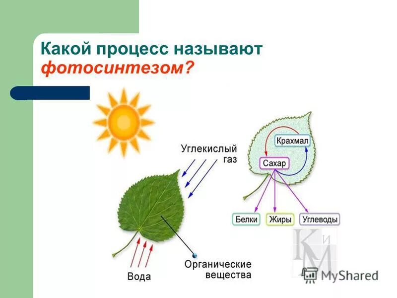 Фотосинтез знание в какой области