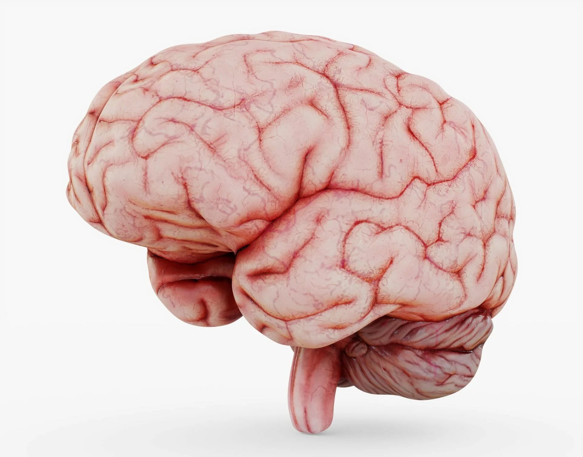 Brain model. Головной мозг. Модель мозга.