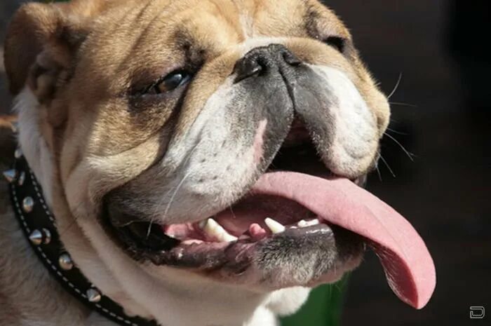 Французский бульдог изабелловый окрас. Прикус у английского бульдога. Английский бульдог челюсть. Прикус у французского бульдога. Зубы бульдога.