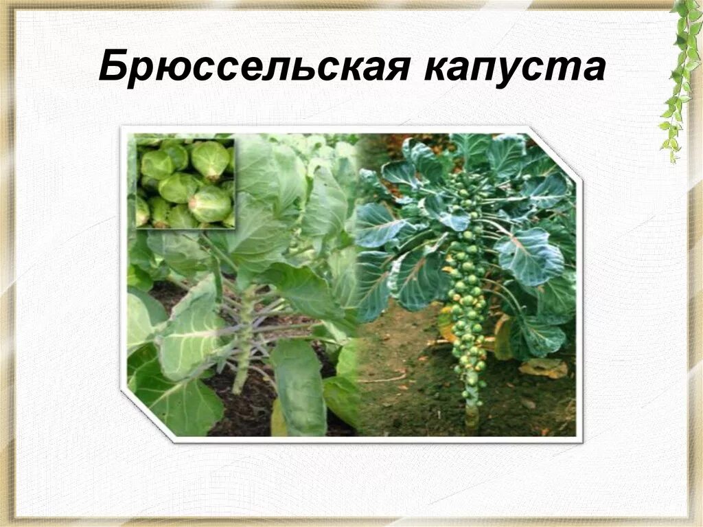 Капуста для презентации. Брокколи семейство крестоцветные. Двудольные растения семейство крестоцветные. Формула цветка крестоцветных. Семейство крестоцветные капустные брюссельская.