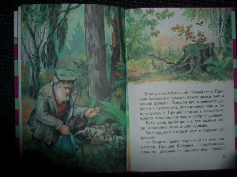 Пень рассказ катаева. Катаев пень книга. Катаев пень. Рассказ старого пня. Рассказ старый пень.
