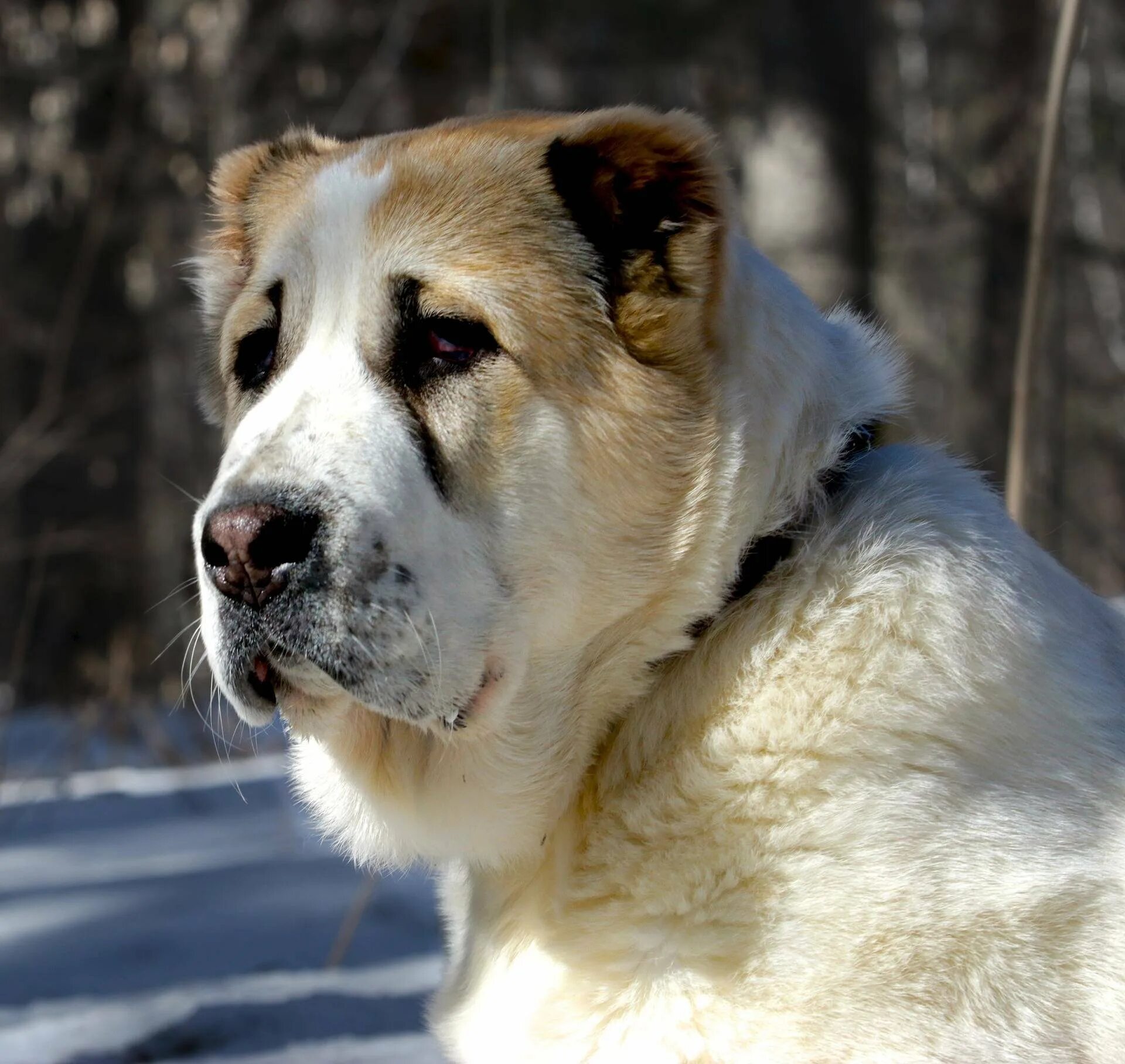 Алабаев. Алабай туркменский волкодав. Среднеазиатская овчарка волкодав. Среднеазиатский алабай. Среднеазиатская овчарка гампр.