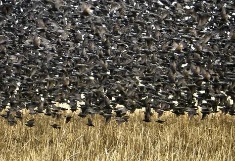 Грачей пролетные стада кричат и весело