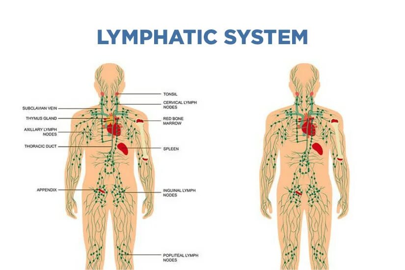Есть ли лимфоузлы. Лимфатические узлы на теле человека схема у мужчин. Лимфатическая система человека спина. Расположение лимфа лимфоузлы.