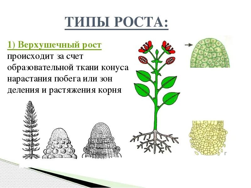 Верхушечный Тип роста растения. Типы роста верхушечный рост. Верхушечный рост растений. Типы роста растений 6 класс биология.