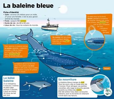 Baleine Bleu