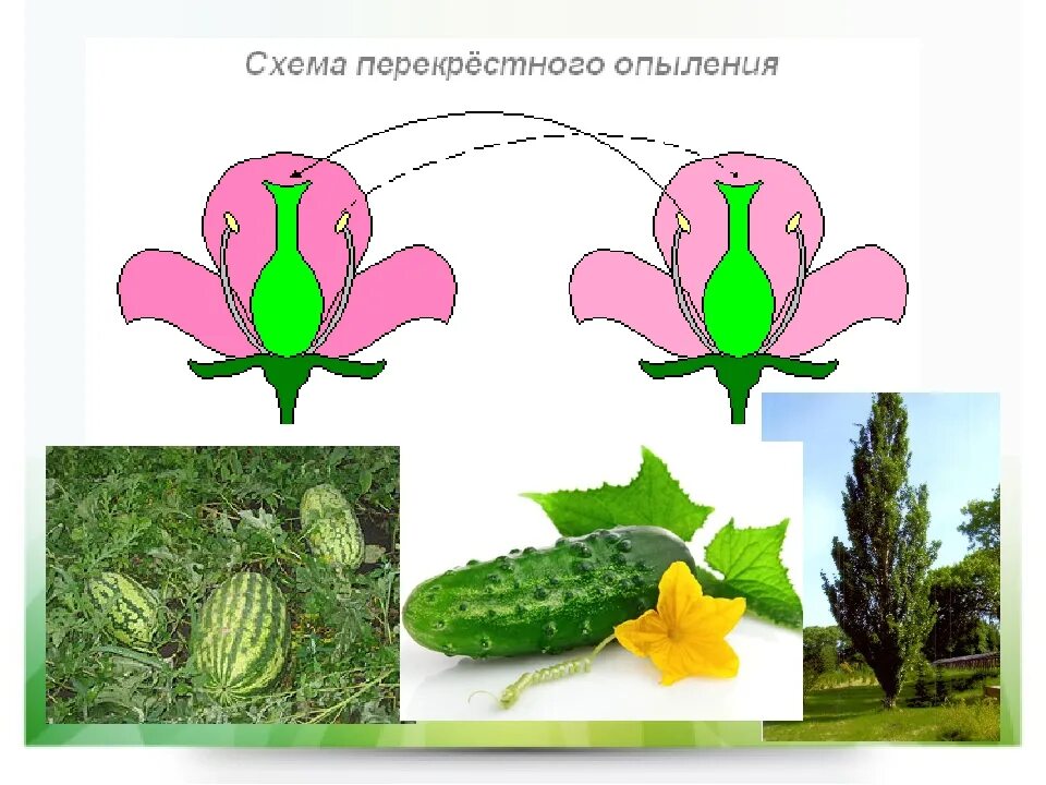 Размножения цветковых (покрытосеменных) растений». Опыление покрытосеменных растений. Урок по теме размножение покрытосеменных растений 6 класс. Размножение покрытосеменных растений 6 класс.