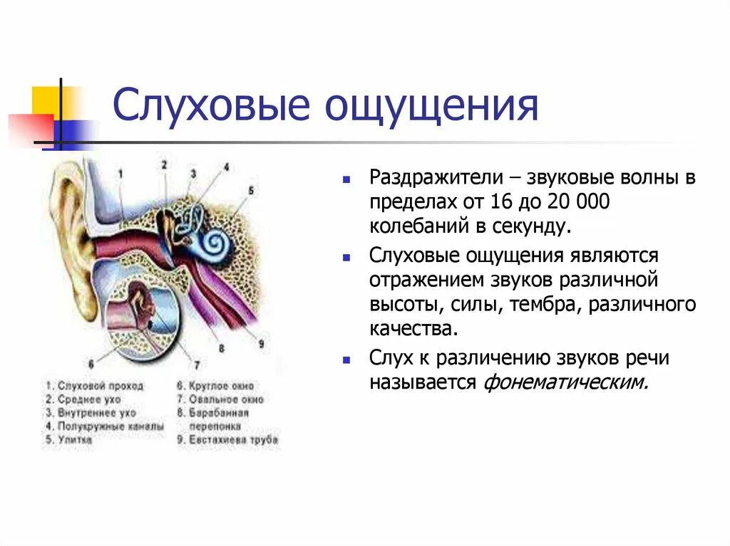 На рисунке приведены частоты воспринимаемые органами слуха. Слуховые ощущения определяются деятельностью. Строение уха механизм возникновения слуховых ощущений. Слуховые ощущения в психологии. Слух (ощущение).