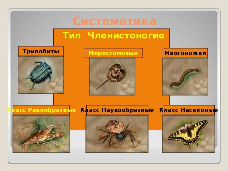 Тип членистоногие черви 3 примера. Тип членистоногие. представители членисто. представили членистоногих. тип членистоногие arthropoda.
