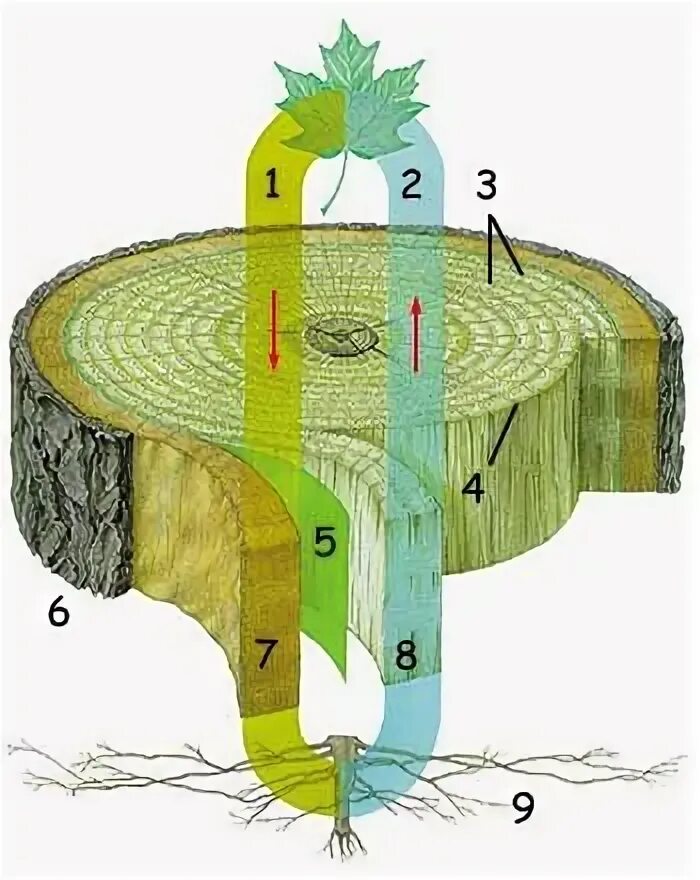 Строение древесины в разрезе. Ксилема и флоэма. Волокна ксилемы. Флоэма Луб рисунок. Флоэма органические вещества