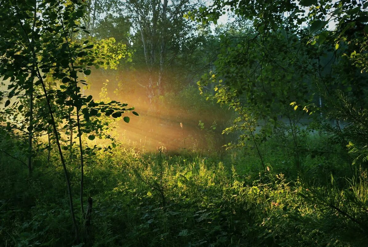 в утренних лучах. солнечный луч на московском. утро в летнем парке. солнечный луч на московском. утро лето.