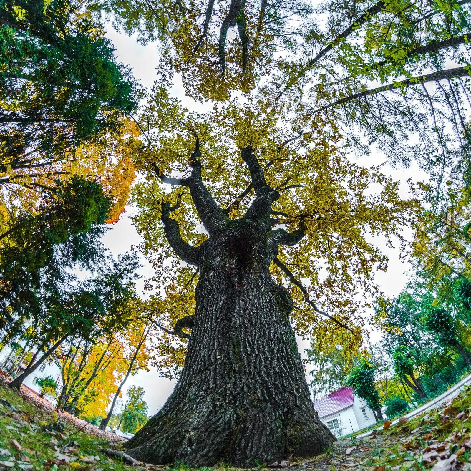 Сколько деревьев в москве. Коломенское дубы. Петровский дуб в Коломенском в Москва. Вековые дубы Коломенское. Парк Коломенское деревья.