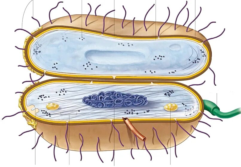 Прокариотическая клетка bacteria. Строение бактериальной клетки клетки. Строение бактериальной клетки прокариот. Эубактерии строение бактериальной клетки.