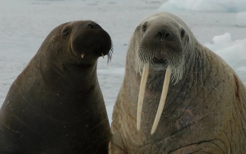 Моржи тюлени морские котики. Морж и тюлень. Моржи на Кольском полуострове. Семейство ластоногих моржей.