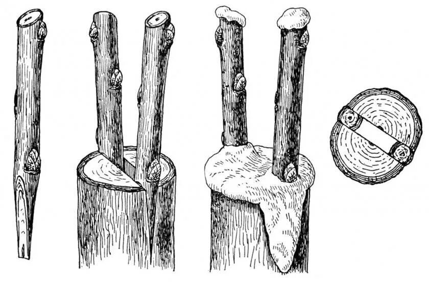 Прививка яблони в расщеп. Прививка яблони весной в расщеп. Прививка дерева в расщеп. Прививка в расщеп плодовых деревьев