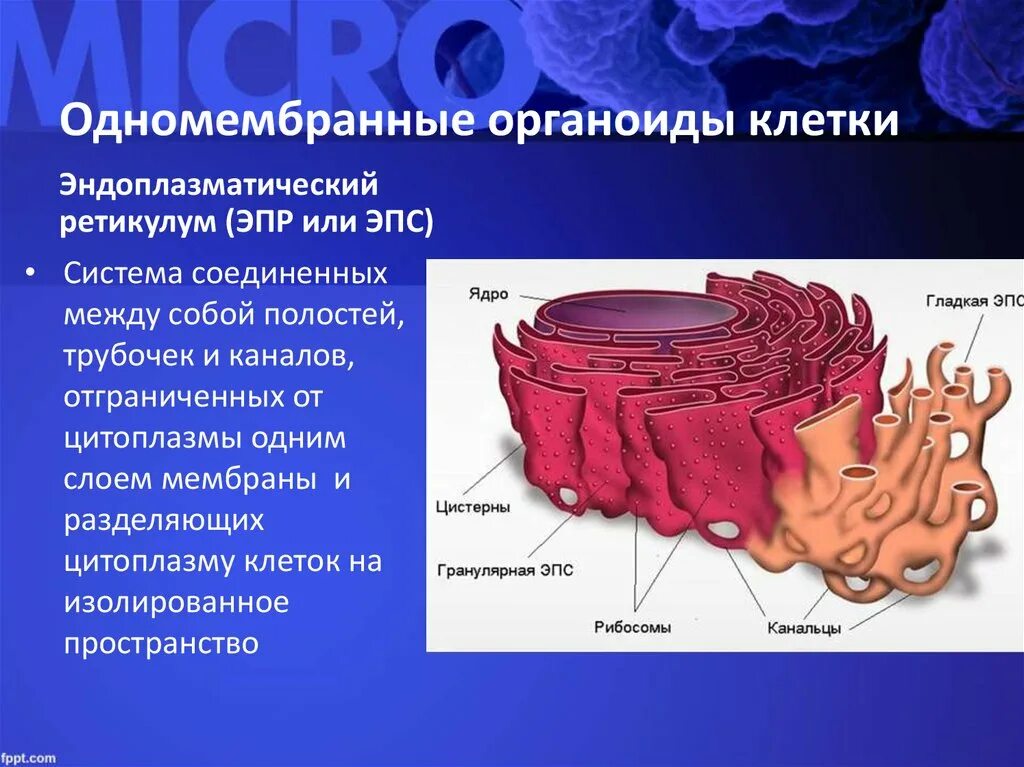 Гладкая эндоплазматическая сеть органоид. ЭПС строение органоида. ЭПС одномембранный органоид. Строение клеток мембранные органоиды