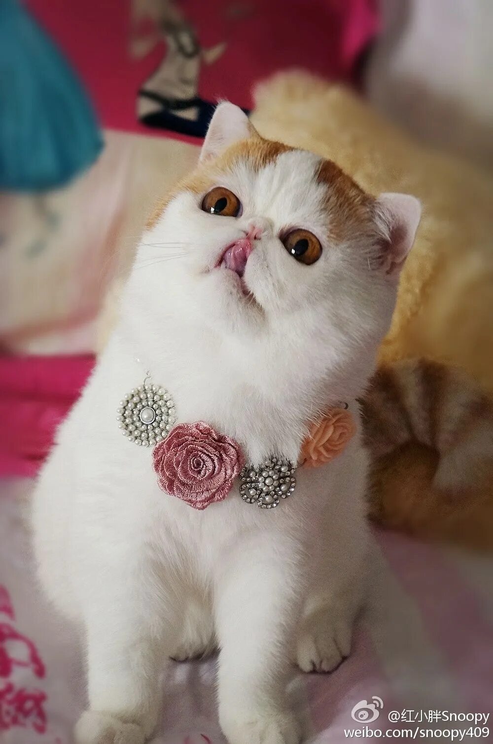 Кот китаец. Китаец котенок. Японский кот снупи порода. Японский котик. Китаец котенок.