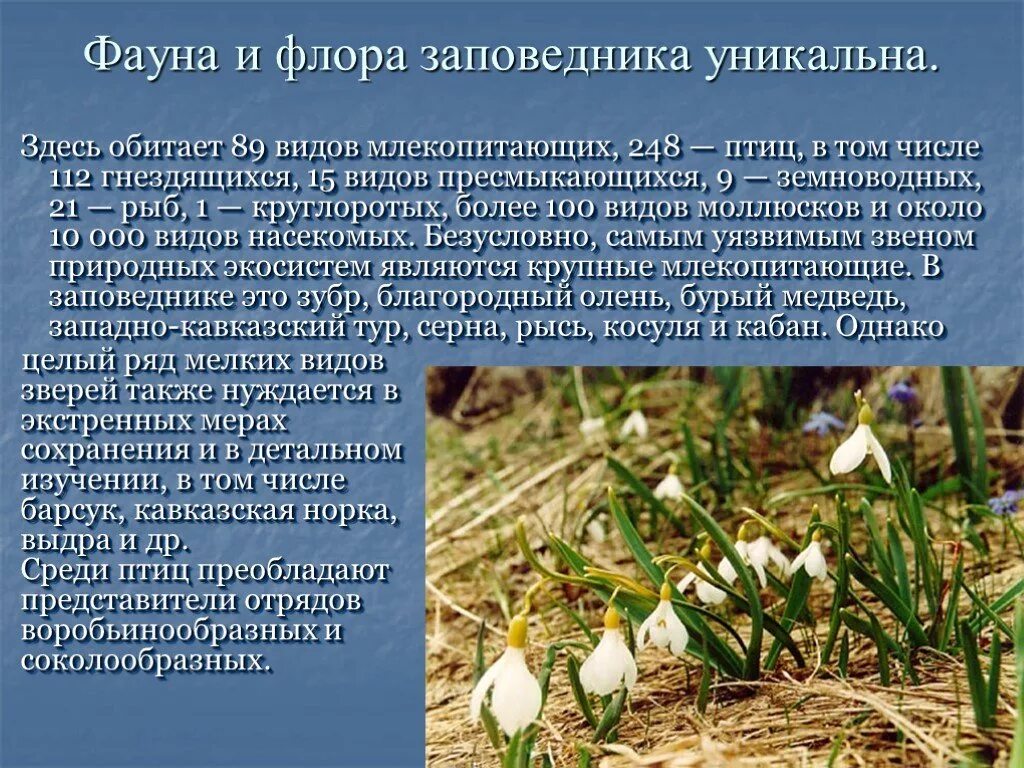 Представители Флоры и фауны.