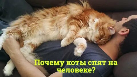 Почему кошки любят спать в ногах